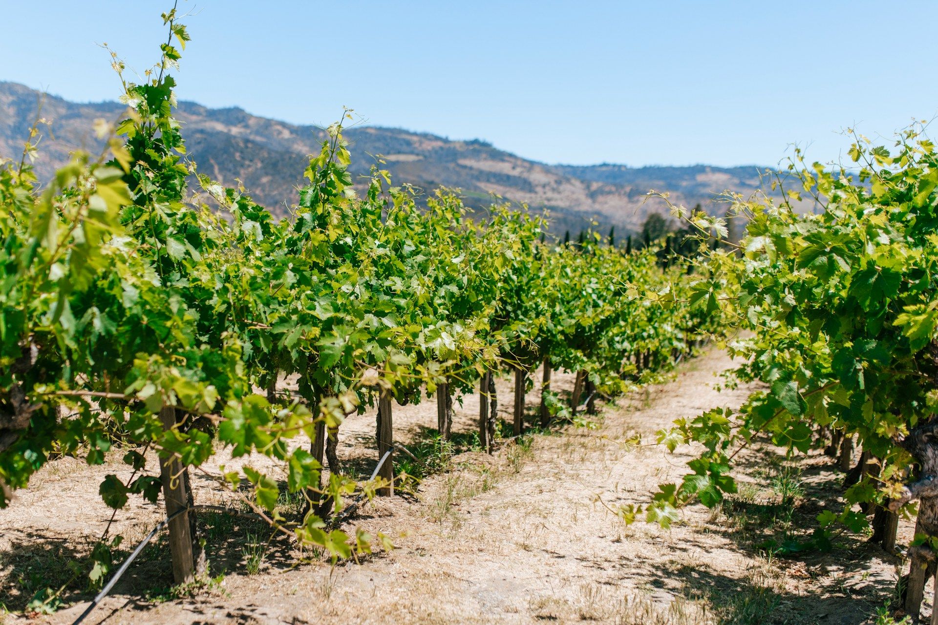 Top Bike Routes around Napa Valley, California