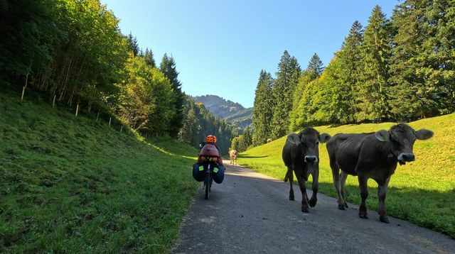 [Afbeelding: medium.jpg]